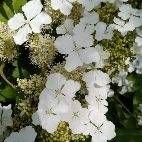 Buskads^Hortensia - Sæt med 2 - Hydrangea 'Ice Crystal' - Højde 25-40cm - ⌀19cm