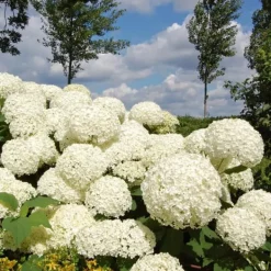 Clearance Hortensia - Sæt med 2 - Hydrangea 'Strong Annabelle' - Højde 30-40cm - ⌀19cm Buskads