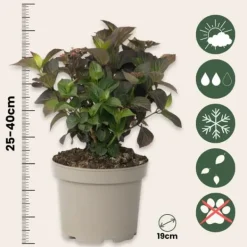 Buskads^Hortensia - Sæt med 2 - Hydrangea 'Dare Devil' - Højde 25-40cm - ⌀19cm