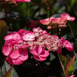 Buskads^Hortensia - Sæt med 2 - Hydrangea 'Dare Devil' - Højde 25-40cm - ⌀19cm