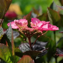 Buskads^Hortensia - Sæt med 2 - Hydrangea 'Dare Devil' - Højde 25-40cm - ⌀19cm