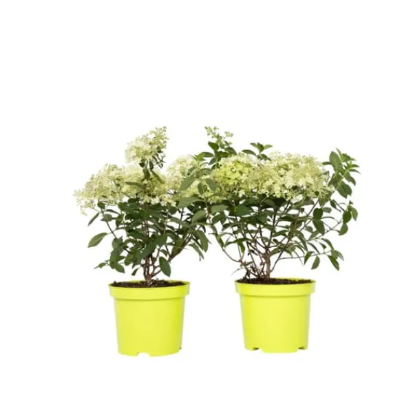 Buskads^Hortensia - Sæt med 2 - Hydrangea paniculata 'Bobo' - Højde 25-40cm - ⌀19cm