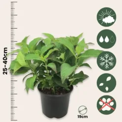 Buskads^Hortensia - Sæt med 2 - Hydrangea serrata 'Summerglow' - Højde 25-40cm - ⌀19cm
