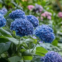 Buskads^Hortensia - Sæt med 2 - Hydrangea serrata 'Summerglow' - Højde 25-40cm - ⌀19cm