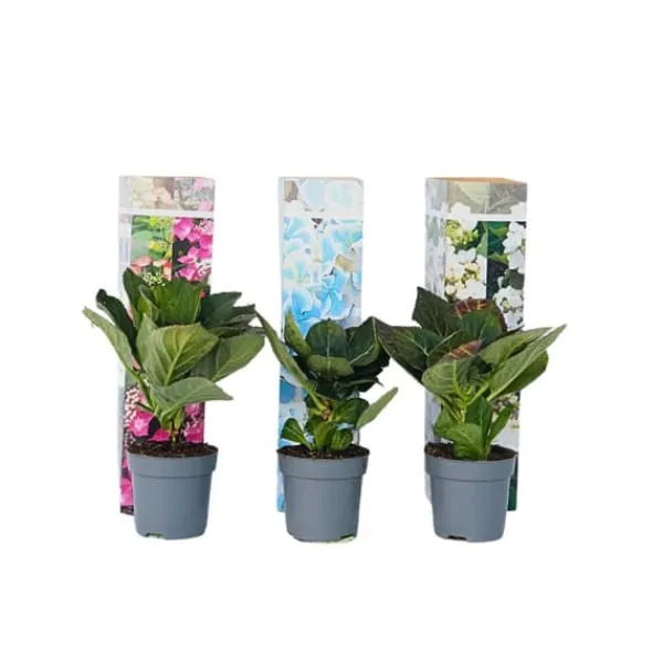 Online Hortensia - Sæt med 3 - Hydrangea macrophylla - Højde 25-40cm - ⌀9cm Buskads