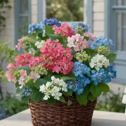Online Hortensia - Sæt med 3 - Hydrangea macrophylla - Højde 25-40cm - ⌀9cm Buskads