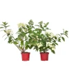New Hortensia - Sæt med 2 - Hydrangea 'Wim's Red' - Højde 25-40cm - ⌀19cm Buskads