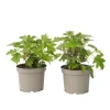 Outlet Hortensia - Sæt med 2 - Hydrangea 'Toy Soldier' - Højde 25-40cm - ⌀19cm Krukkeplanter Indendørs
