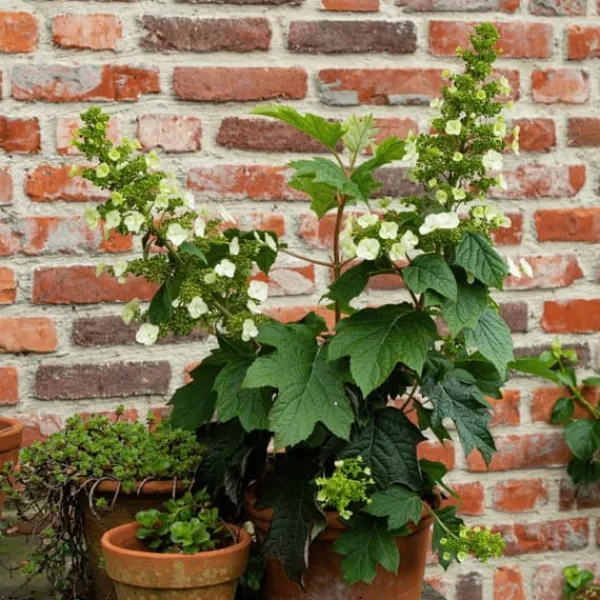 Outlet Hortensia - Sæt med 2 - Hydrangea 'Toy Soldier' - Højde 25-40cm - ⌀19cm Krukkeplanter Indendørs