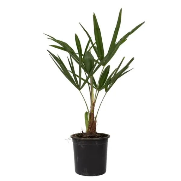 Online Hørpalme - Sæt med 4 - Trachycarpus Fortunei - Højde 35-45cm - ⌀15cm Krukkeplanter Indendørs