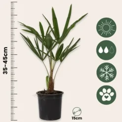 Online Hørpalme - Sæt med 4 - Trachycarpus Fortunei - Højde 35-45cm - ⌀15cm Krukkeplanter Indendørs