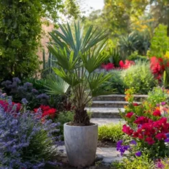Online Hørpalme - Sæt med 4 - Trachycarpus Fortunei - Højde 35-45cm - ⌀15cm Krukkeplanter Indendørs
