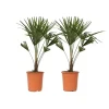 Træ^Hørpalme - Sæt med 2 - Trachycarpus Fortunei - Højde 65-75cm - ⌀21cm