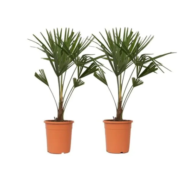 Træ^Hørpalme - Sæt med 2 - Trachycarpus Fortunei - Højde 65-75cm - ⌀21cm