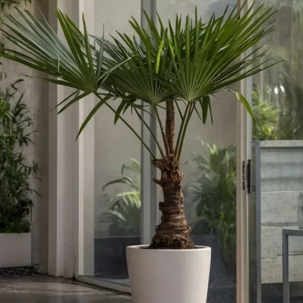 Træ^Hørpalme - Sæt med 2 - Trachycarpus Fortunei - Højde 65-75cm - ⌀21cm