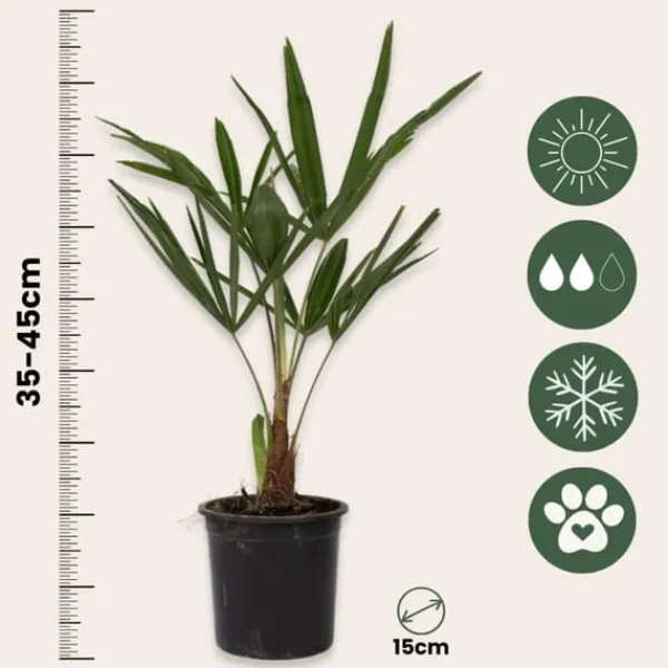 Træ^Hørpalme - Sæt med 2 - Trachycarpus Fortunei - Højde 35-45cm - ⌀15cm