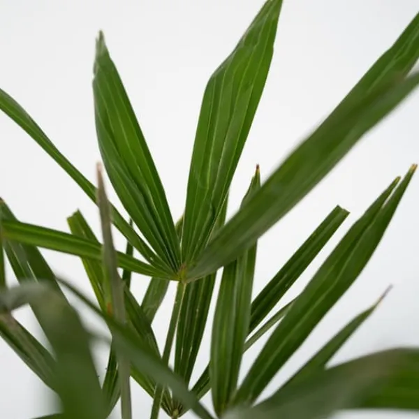 Træ^Hørpalme - Sæt med 2 - Trachycarpus Fortunei - Højde 35-45cm - ⌀15cm