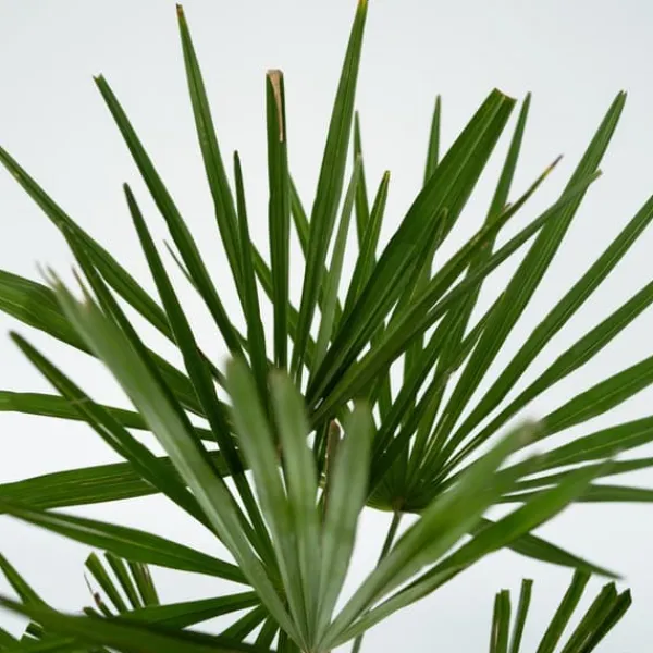 Træ^Hørpalme - Sæt med 2 - Trachycarpus Fortunei - Højde 35-45cm - ⌀15cm