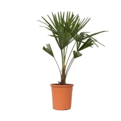 Clearance Hørpalme - Trachycarpus Fortunei - Højde 65-75cm - ⌀21cm Krukkeplanter Indendørs