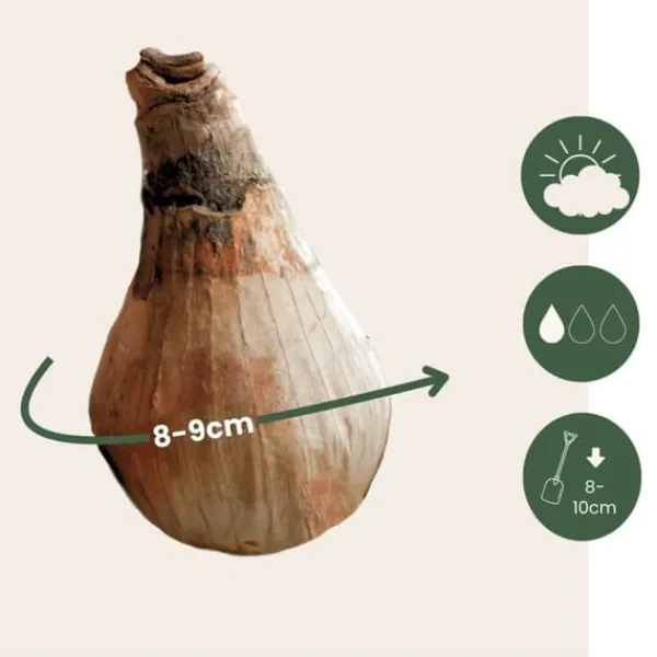 New Hvidblomme løg - Sæt med 20 - Leucojum aestivium - Blomsterløg - Hvid Frø