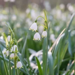 New Hvidblomme løg - Sæt med 20 - Leucojum aestivium - Blomsterløg - Hvid Frø