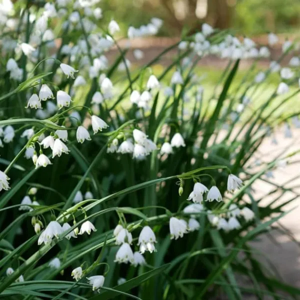 New Hvidblomme løg - Sæt med 20 - Leucojum aestivium - Blomsterløg - Hvid Frø