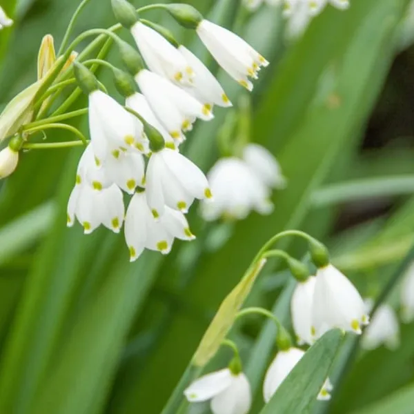 New Hvidblomme løg - Sæt med 20 - Leucojum aestivium - Blomsterløg - Hvid Frø