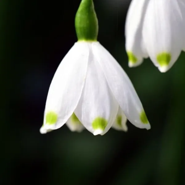New Hvidblomme løg - Sæt med 20 - Leucojum aestivium - Blomsterløg - Hvid Frø