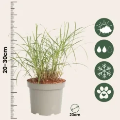 Clearance Hvidbroget elefantgræs - Miscanthus sinensis 'Red Chief' - Højde 40-60cm - ⌀23cm Krukkeplanter Indendørs