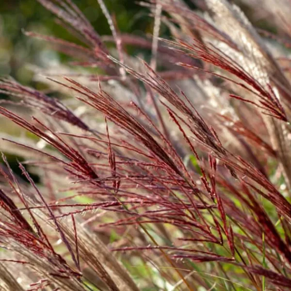 Clearance Hvidbroget elefantgræs - Miscanthus sinensis 'Red Chief' - Højde 40-60cm - ⌀23cm Krukkeplanter Indendørs