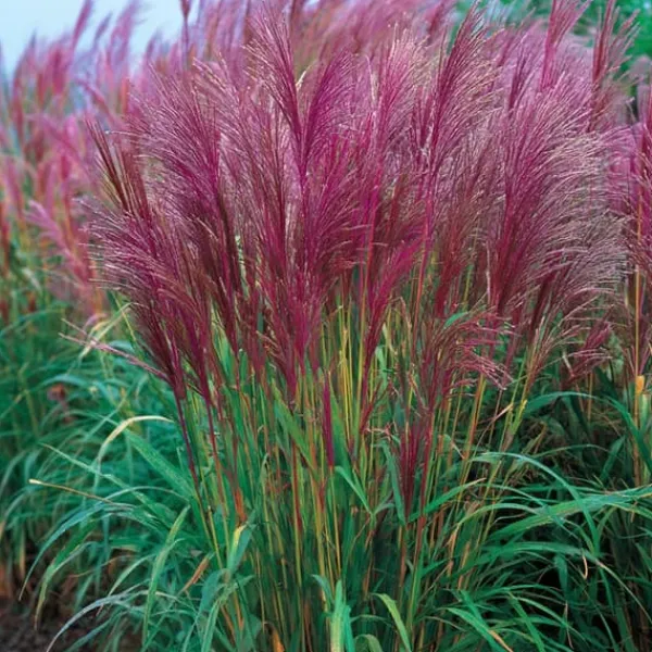 Clearance Hvidbroget elefantgræs - Miscanthus sinensis 'Red Chief' - Højde 40-60cm - ⌀23cm Krukkeplanter Indendørs