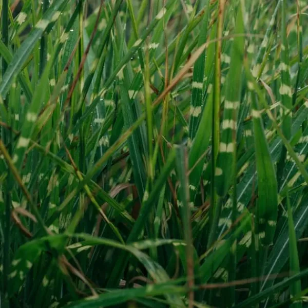 Haveplanter^Hvidbroget elefantgræs - Miscanthus sinensis 'Zebrinus' - Højde 20-30cm - ⌀23cm