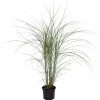 Sale Hvidbroget elefantgræs - Miscanthus 'Kleine Silberspinne - Højde 20-30cm - ⌀23cm Haveplanter