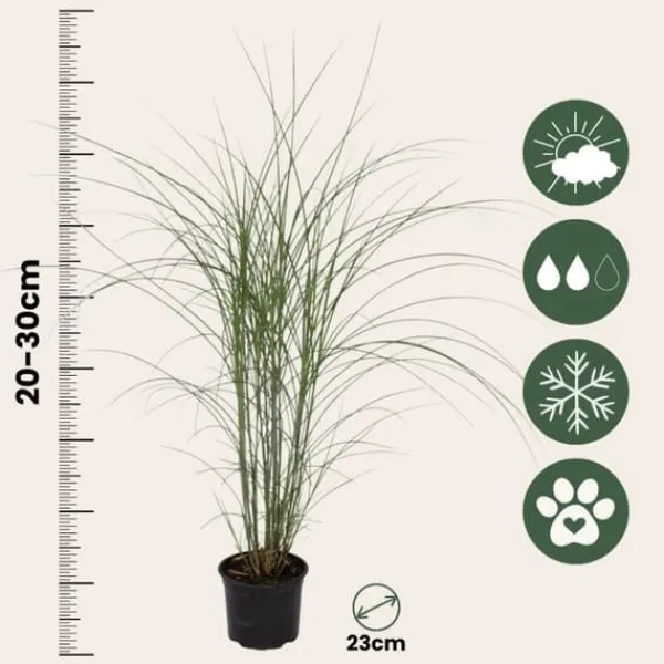 Sale Hvidbroget elefantgræs - Miscanthus 'Kleine Silberspinne - Højde 20-30cm - ⌀23cm Haveplanter