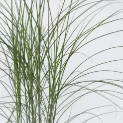 Sale Hvidbroget elefantgræs - Miscanthus 'Kleine Silberspinne - Højde 20-30cm - ⌀23cm Haveplanter