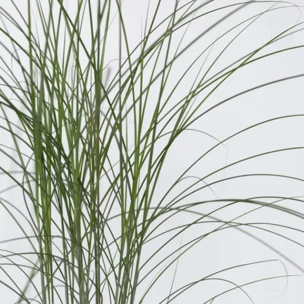 Sale Hvidbroget elefantgræs - Miscanthus 'Kleine Silberspinne - Højde 20-30cm - ⌀23cm Haveplanter