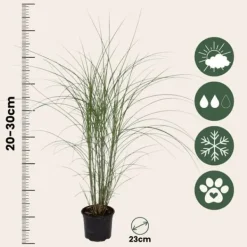 Outlet Hvidbroget elefantgræs - Sæt med 2 - Miscanthus - Højde 20-30cm - ⌀23cm Krukkeplanter Indendørs