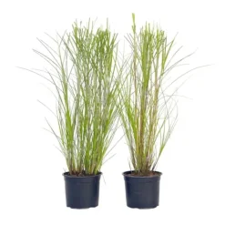 New Hvidbroget elefantgræs - Sæt med 2 - Miscanthus - Højde 40-60cm - ⌀23cm Krukkeplanter Indendørs