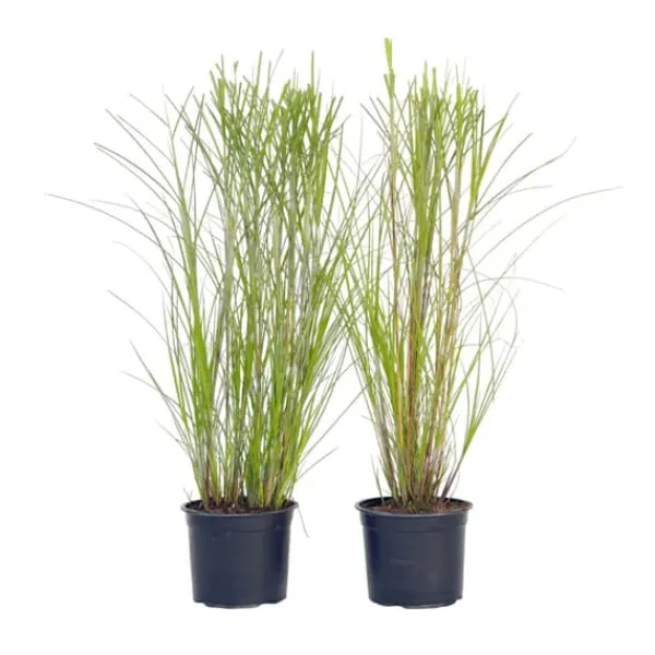 New Hvidbroget elefantgræs - Sæt med 2 - Miscanthus - Højde 40-60cm - ⌀23cm Krukkeplanter Indendørs