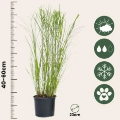 New Hvidbroget elefantgræs - Sæt med 2 - Miscanthus - Højde 40-60cm - ⌀23cm Krukkeplanter Indendørs