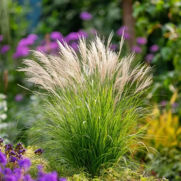 New Hvidbroget elefantgræs - Sæt med 2 - Miscanthus - Højde 40-60cm - ⌀23cm Krukkeplanter Indendørs