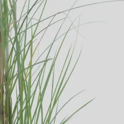 New Hvidbroget elefantgræs - Sæt med 2 - Miscanthus - Højde 40-60cm - ⌀23cm Krukkeplanter Indendørs