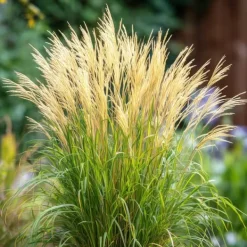 New Hvidbroget elefantgræs - Sæt med 2 - Miscanthus - Højde 40-60cm - ⌀23cm Krukkeplanter Indendørs