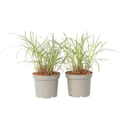 New Hvidbroget elefantgræs - Sæt 2 - Miscanthus 'Red Chief' - Højde 40-60cm - ⌀23cm Krukkeplanter Indendørs