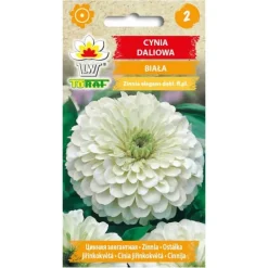 Frø^Hvide dahliazinnia-frø - Store, dobbelte blomster til blomsterbede og buketter