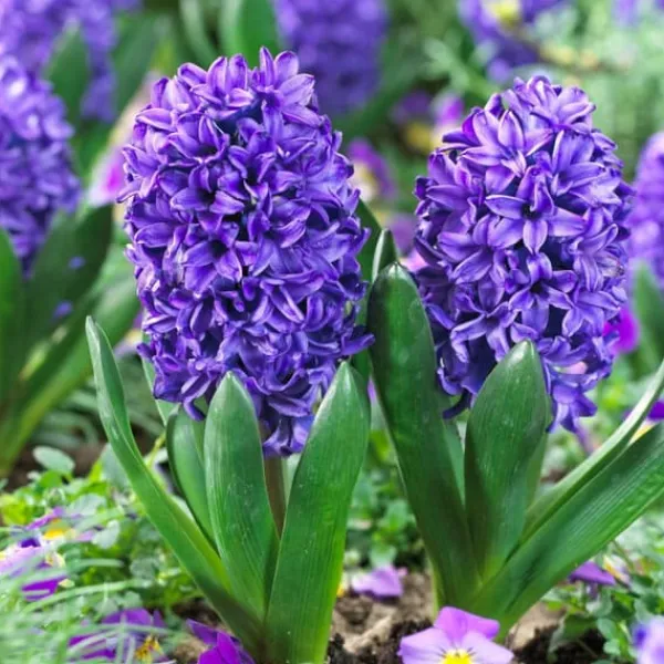 Online Hyacint - Sæt med 25 - Hyacinthus 'Blue Trophy' - Blomsterløg - Blå Frø