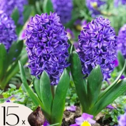 Frø^Hyacint - Sæt med 15 - Hyacinthus 'Blue Trophy' - Blomsterløg - Blå