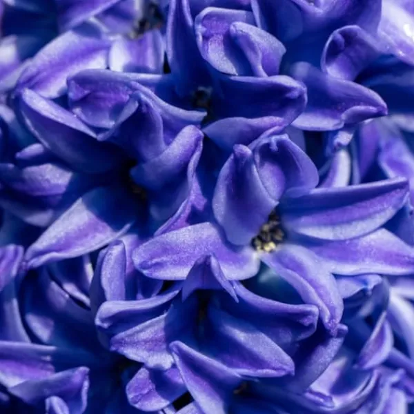 Frø^Hyacint - Sæt med 15 - Hyacinthus 'Blue Trophy' - Blomsterløg - Blå