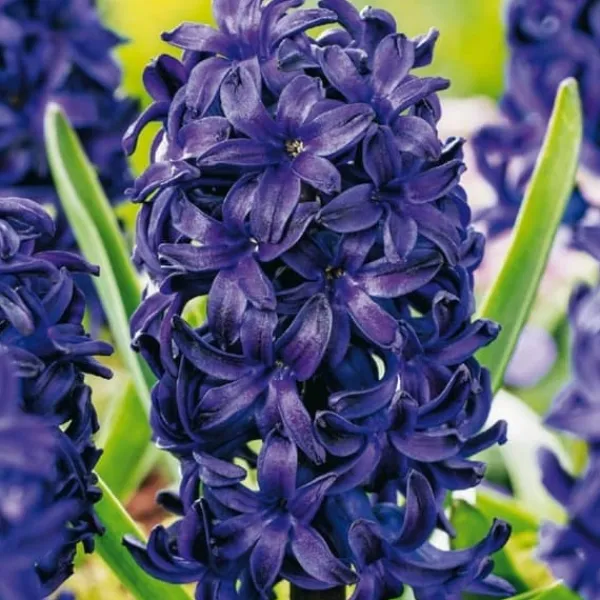 Frø^Hyacint - Sæt med 15 - Hyacinthus 'Blue Trophy' - Blomsterløg - Blå