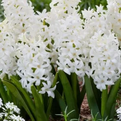 Hot Hyacint - Sæt med 20 - Hyacinthus 'Carnegie' - Blomsterløg - Hvid Frø